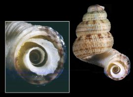 The operculum of Adamsiella jarvisi plugs the aperture of the shell, protecting the snail within.