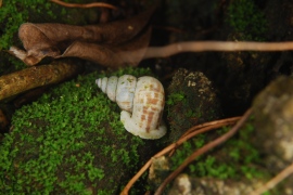 Tudora humphreysiana, a rare ± 15mm operculate terrestrial mollusk from the Cockpit Country of Jamaica. Photo: Richard L. Goldberg