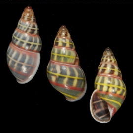 These shells of Amphidromus columellaris from the Tanimbar Islands, Maluku Region, Indonesia show little variation within the population.  Could that balance be tipped by the founder effect?  Photo: Richard L. Goldberg.