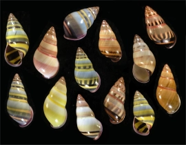 Amphidromus adamsii, an extremely varied ± 1 inch (25mm) tropical land snail species from Sabah that exhibits intra-population variability. Photo: <b>Richard L. Goldberg </b>(copyright 2010) from <b>BiologySource 11</b> by L. Sandner, et. al, published by Pearson Publishing.