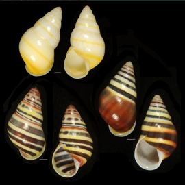 Amphidromus laevus from Timor-Leste. An example of frequency dependent selection where the typical dark banded pattern is occasionally replaced with a unicolored shell. Photo: Richard L. Goldberg.