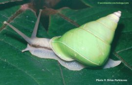 The almost 2 inch endemic Manus Island Green Tree Snail, Papustyla pulcherrima, is one of only a handful of tropical land snails that have a naturally green shell color.  Photo by and courtesy of Brian Parkinson from worldwideconchology.com 
